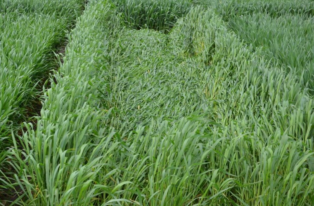 Considering Plant Growth Regulators on Wheat? What You Need to Know.