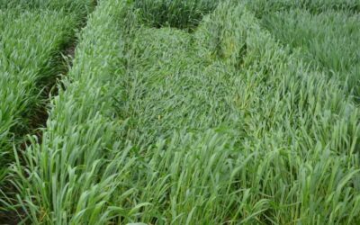 Considering Plant Growth Regulators on Wheat? What You Need to Know.
