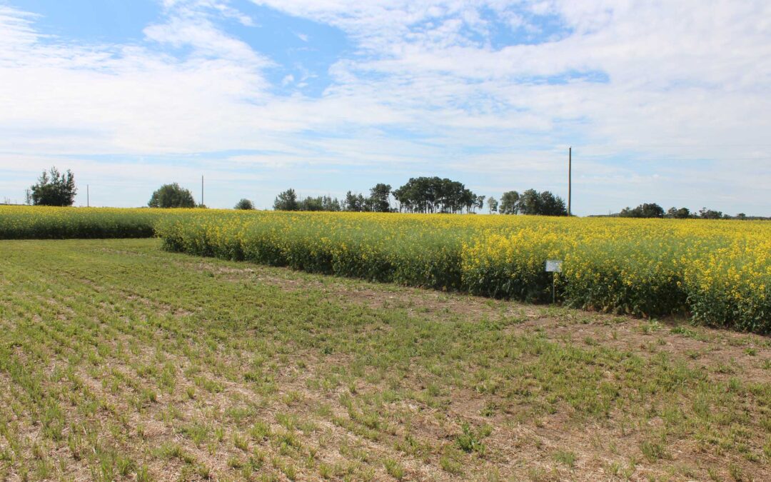 Seeding Canola; Effects of seeding depth & seed size