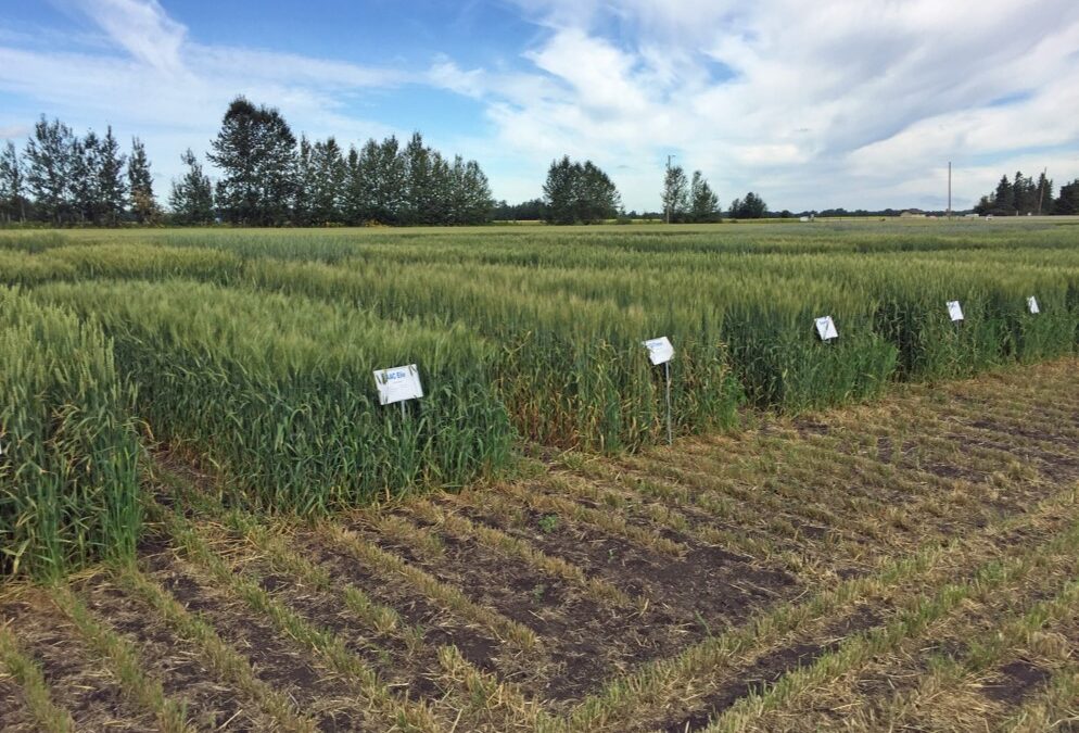 SARDA Ag Research Variety Trials (SARVT)