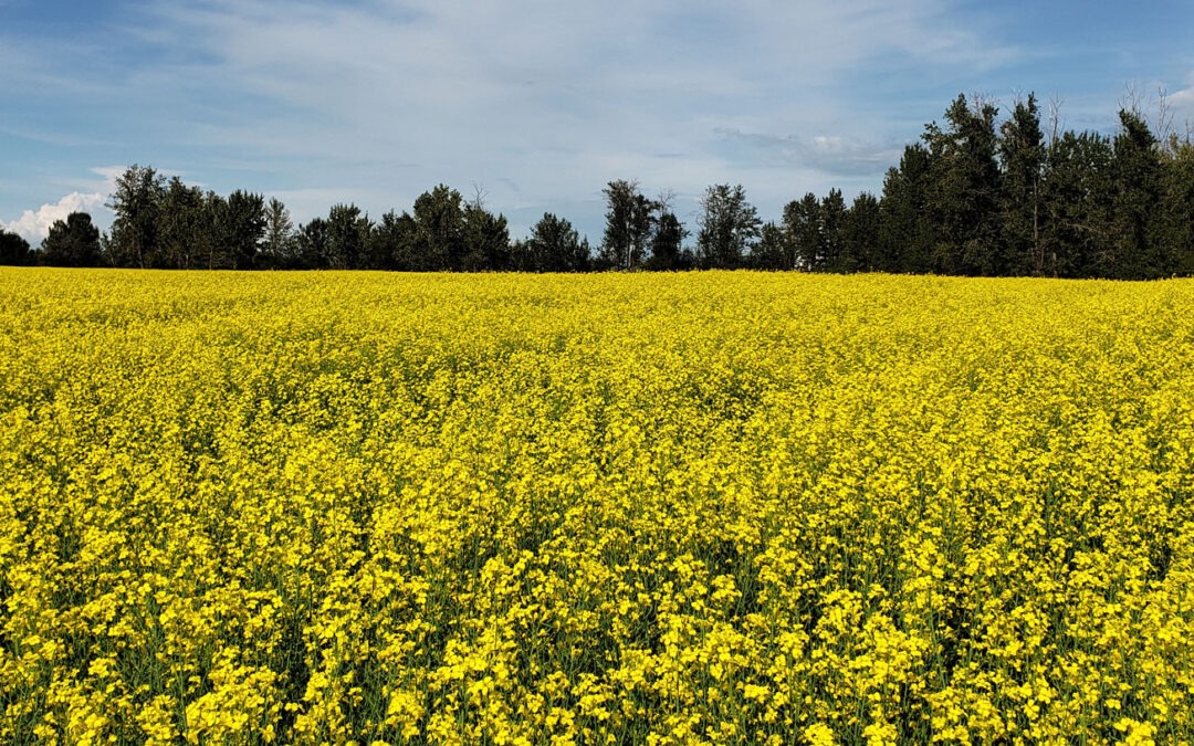 Agronomy update: Lentil intercrop shows promise in the Peace River Region