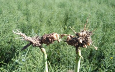 The Peace Region Clubroot Story
