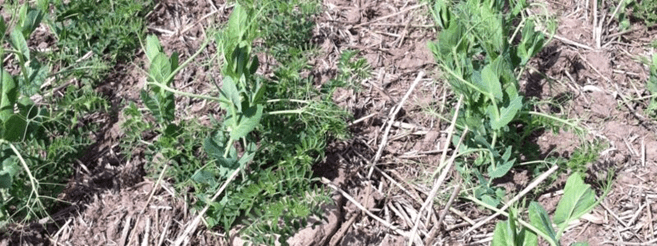 Pulse intercrop shows promise in the Peace River Region