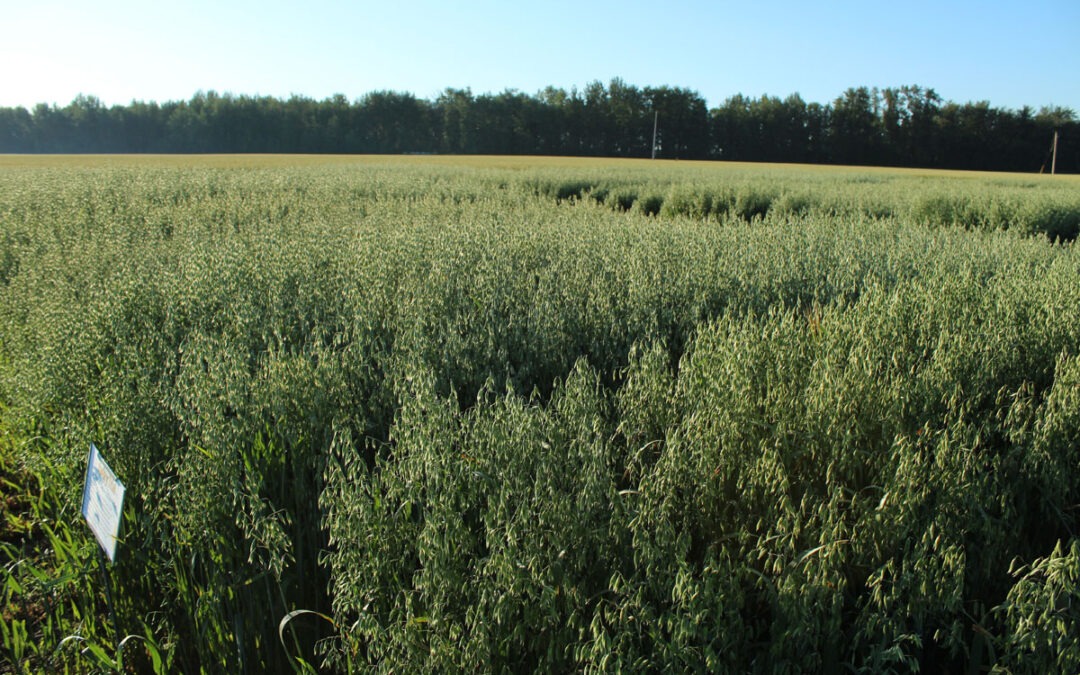 Oat Variety Trial – ß-glucan content